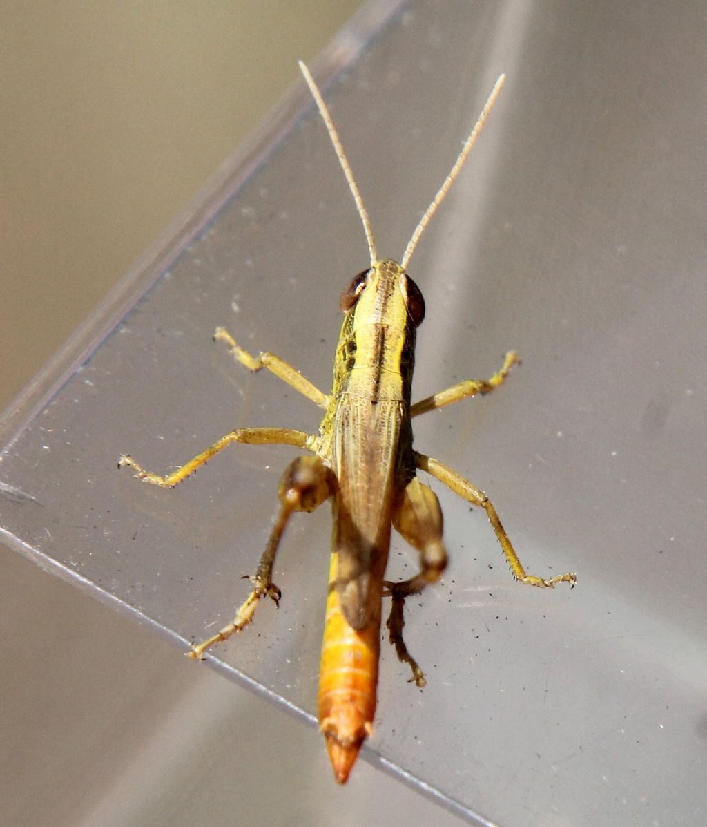 Euchorthippus declivus, maschio